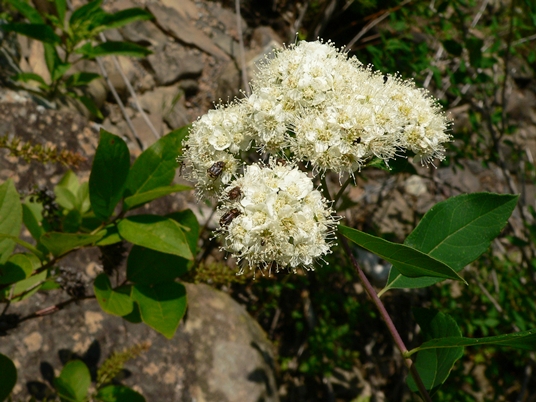 {Spiraea virginiana}